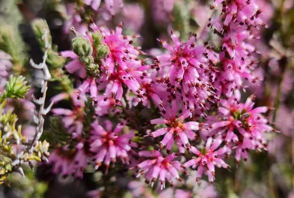 Erica inaequalis leaves and flowers
